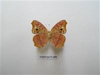 藏品(鱗紋眼蛺蝶)的圖片